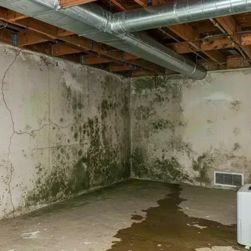 Professional Mold Removal in Humansville, MO